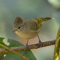 Yellow-browed Tit